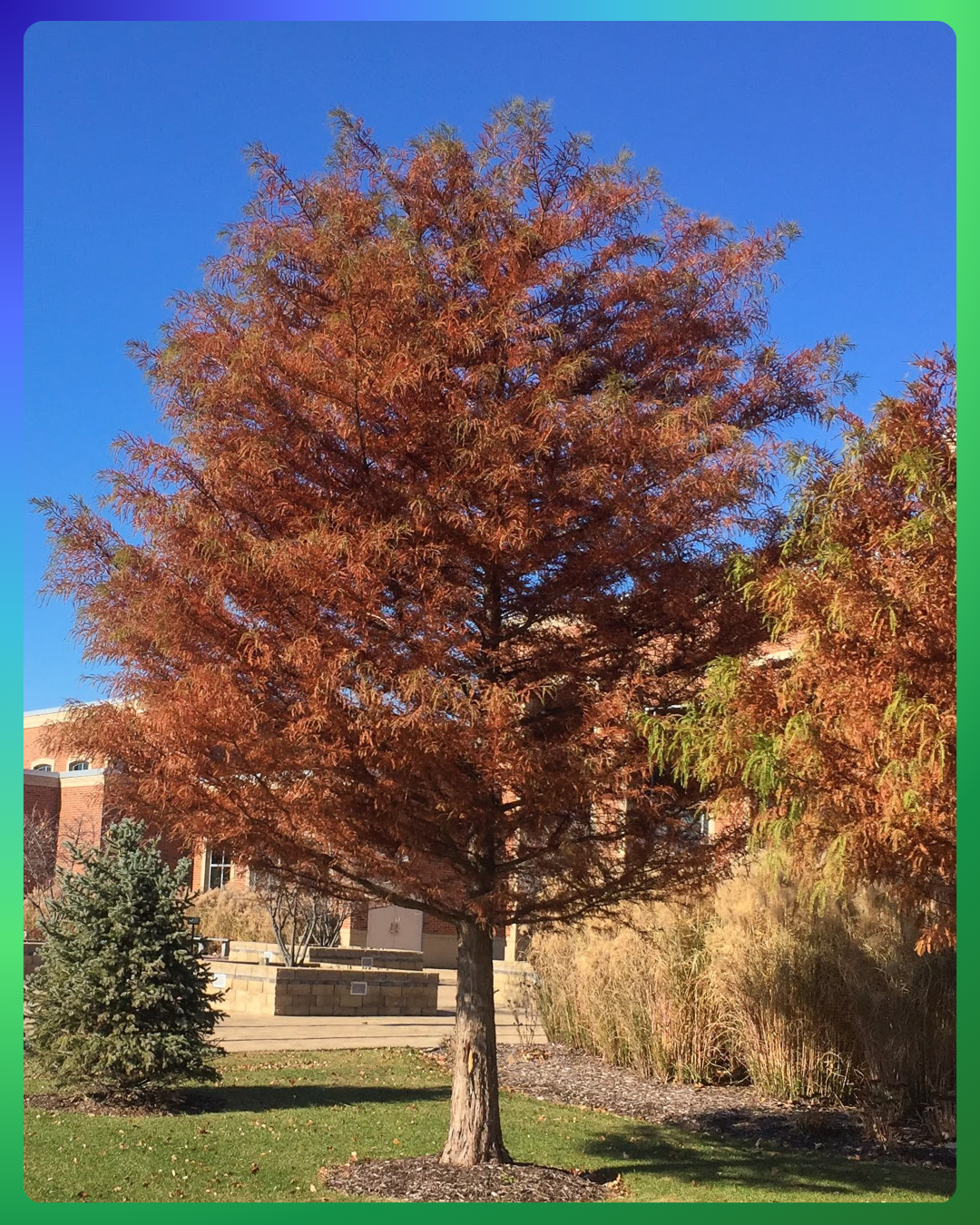 Bald Cypress in fall with coppery fall color growing in front of a downtown municipal building.